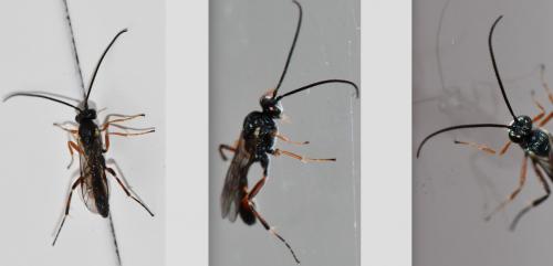 Réf. 277 813 : Campopleginae inconnu